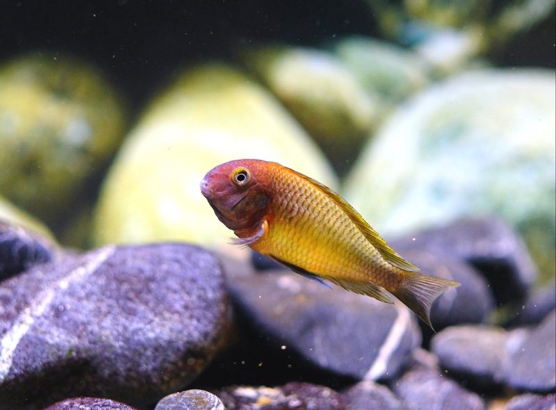 Tropheus moorii 'Cape Nangu'